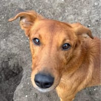 Jorge, reutjes ter adoptie
