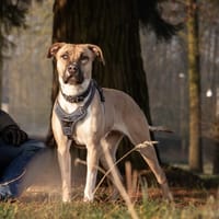 Tilly, teefjes ter adoptie