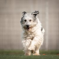 Dido, reutjes ter adoptie