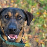 Diesel, reutjes ter adoptie