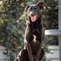 Kalash, reutjes ter adoptie