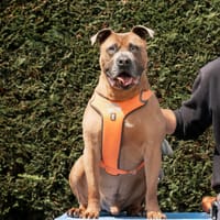 Buddha, reutjes ter adoptie