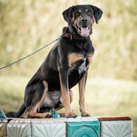 Sjoet, reutjes ter adoptie