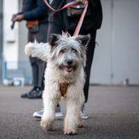 Dido, reutjes ter adoptie
