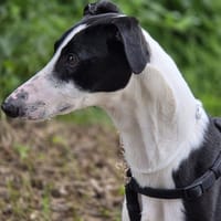 Zepp, reutjes ter adoptie