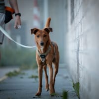 Jorge, reutjes ter adoptie