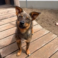 Hera, teefjes ter adoptie