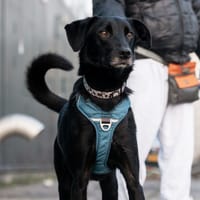 Binkie, reutjes ter adoptie