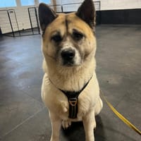 Belle, teefjes ter adoptie