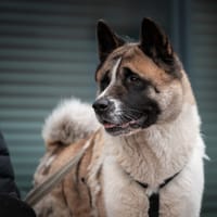 Stitch, teefjes ter adoptie