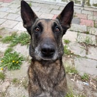 Sandy, teefjes ter adoptie