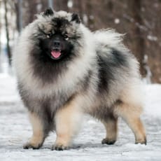 Spitz lobo