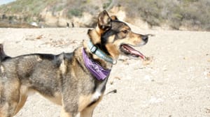 Foto: volwassen hond ras Rottsky