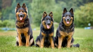 Photo : chien adulte de race Berger de Bohême