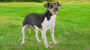 Foto: perro adulto raza Terrier brasileño