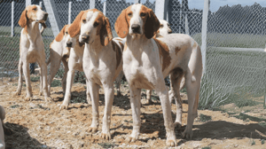 Foto: perro adulto raza Sabueso francés blanco y naranja