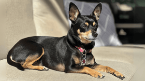 Photo : chien adulte de race Chipin