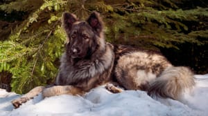 Zdjęcie: dorosły pies rasa Shiloh shepherd dog