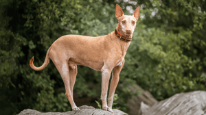 Photo : chien adulte de race Podenco Andaluz