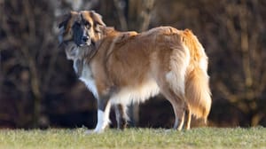 Photo : chien adulte de race English Shepherd