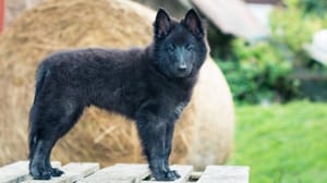 Photo : chien adulte de race Groenendael