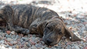 Photo : chien adulte de race Plott Hound