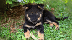 Photo : chien adulte de race Berger de Bohême