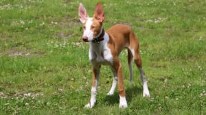 Photo : chien adulte de race Podenco Andaluz