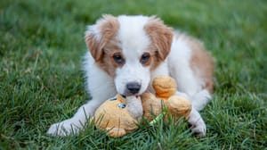 Photo : chien adulte de race English Shepherd