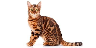 Bengal