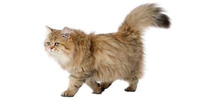 Gato Britanico De Pelo Largo British Longhair Raza Caracteristicas Precio