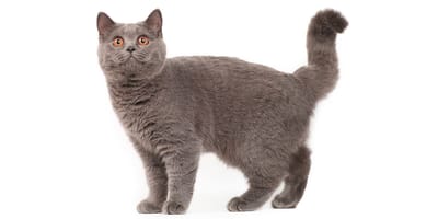 British Shorthair Todo Lo Que Debes Saber Sobre Esta Raza