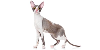 Cornish Rex