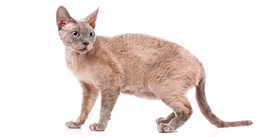 Devon Rex