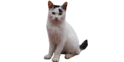 The domestic shorthair: Information about this cat