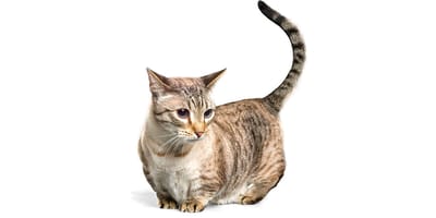 Munchkin cat and kitten: Personality, lifespan, health problems