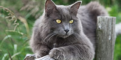 Nebelung