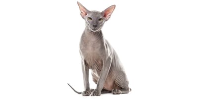 Peterbald