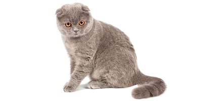 Scottish Fold à poil long