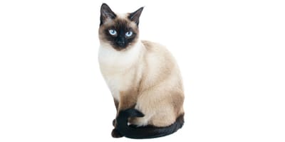 Siamese