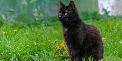 The York Chocolate: Information about this cat breed