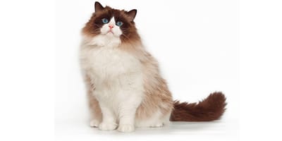 Ragdoll cat breed information: Lifespan, personality, price, origins