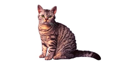 American Wirehair