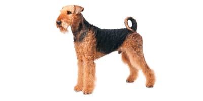 Airedale Terrier