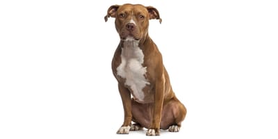 Amstaff best sale for adoption