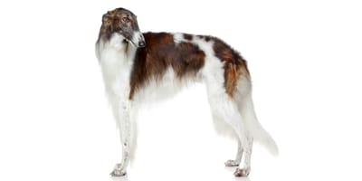 Russian store wolfhound price