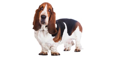 Basset Hound