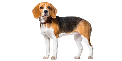 English beagle hot sale dog