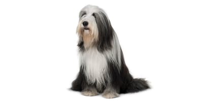 Bearded Collie