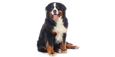 Bernese mountain best sale dog rescue adoption